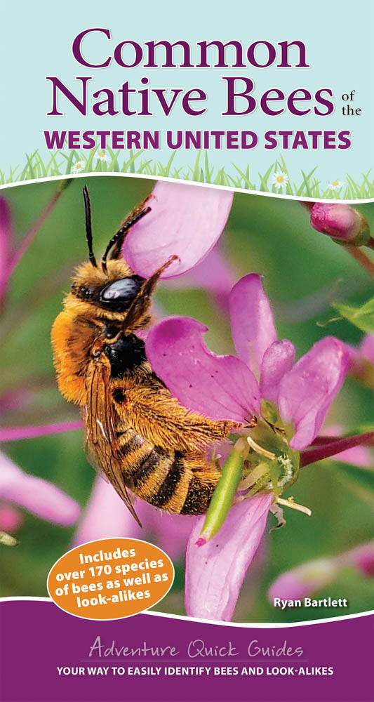 Common Native Bees of the Western United States Quick Guide