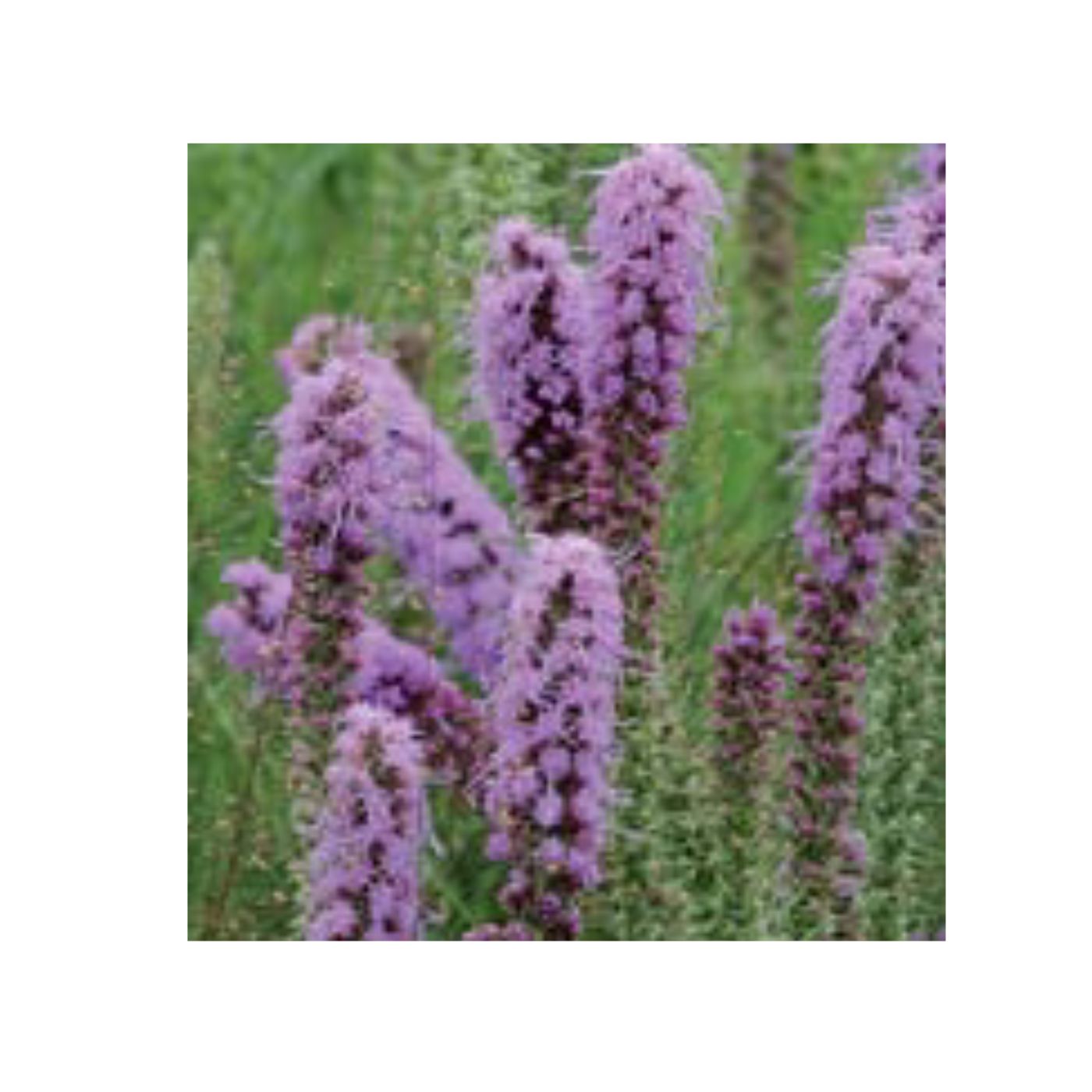 Seeds Prairie Blazingstar