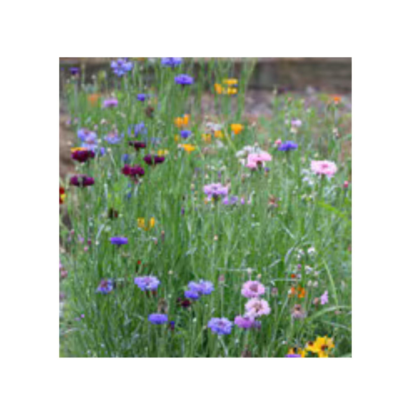 Seeds Bird and Butterfly Mix