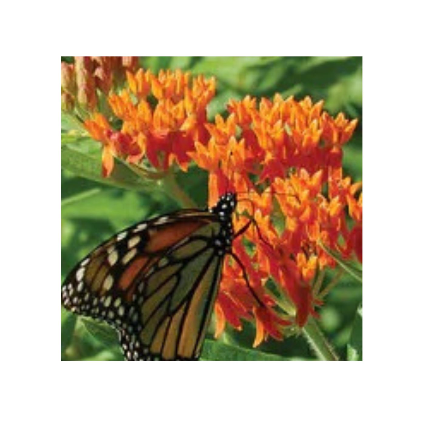 Seeds Butterflyweed
