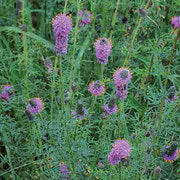 Seeds Purple Prairie Clover