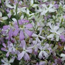 Seeds Night Scented Stock