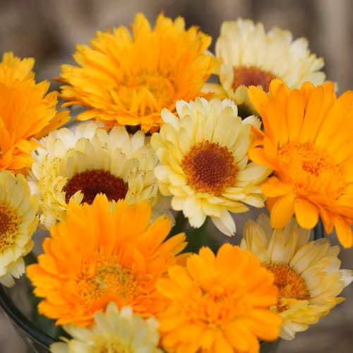 Seeds Calendula Mix