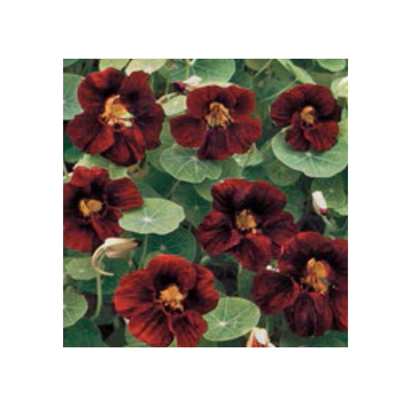 Seeds Black Velvet Nasturtium
