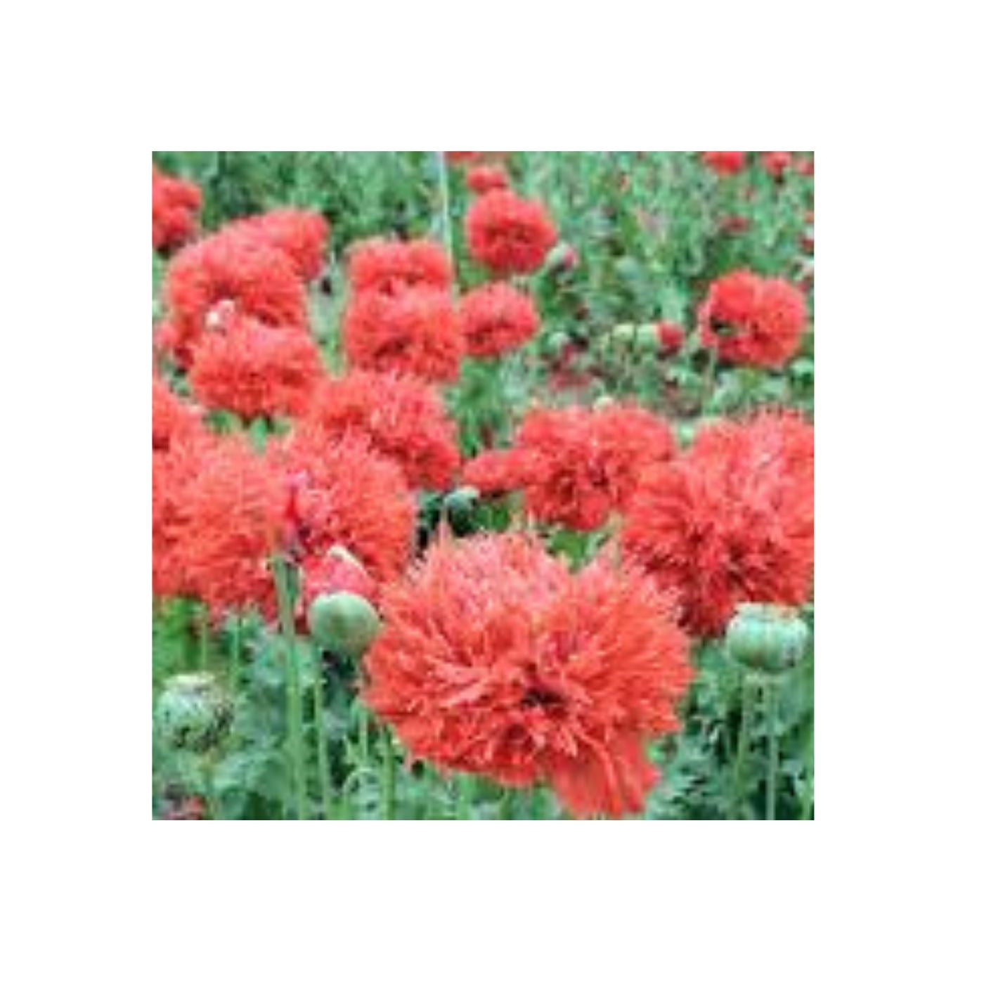 Seeds Chima Family Heirloom Poppy (organic)