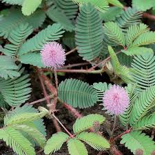 Seeds Sensitive Plant