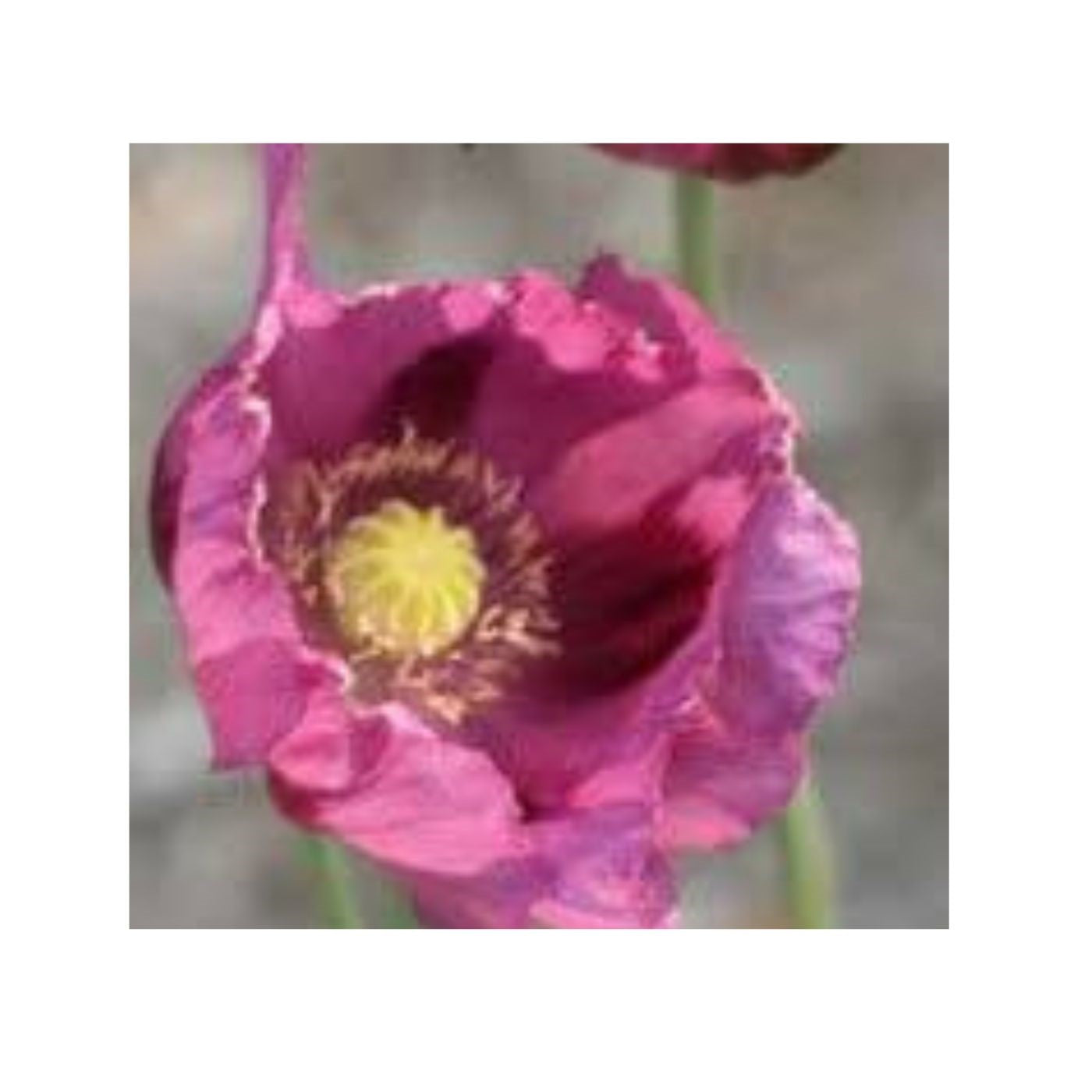 Seeds Hungarian Blue Breadseed Poppy (organic)