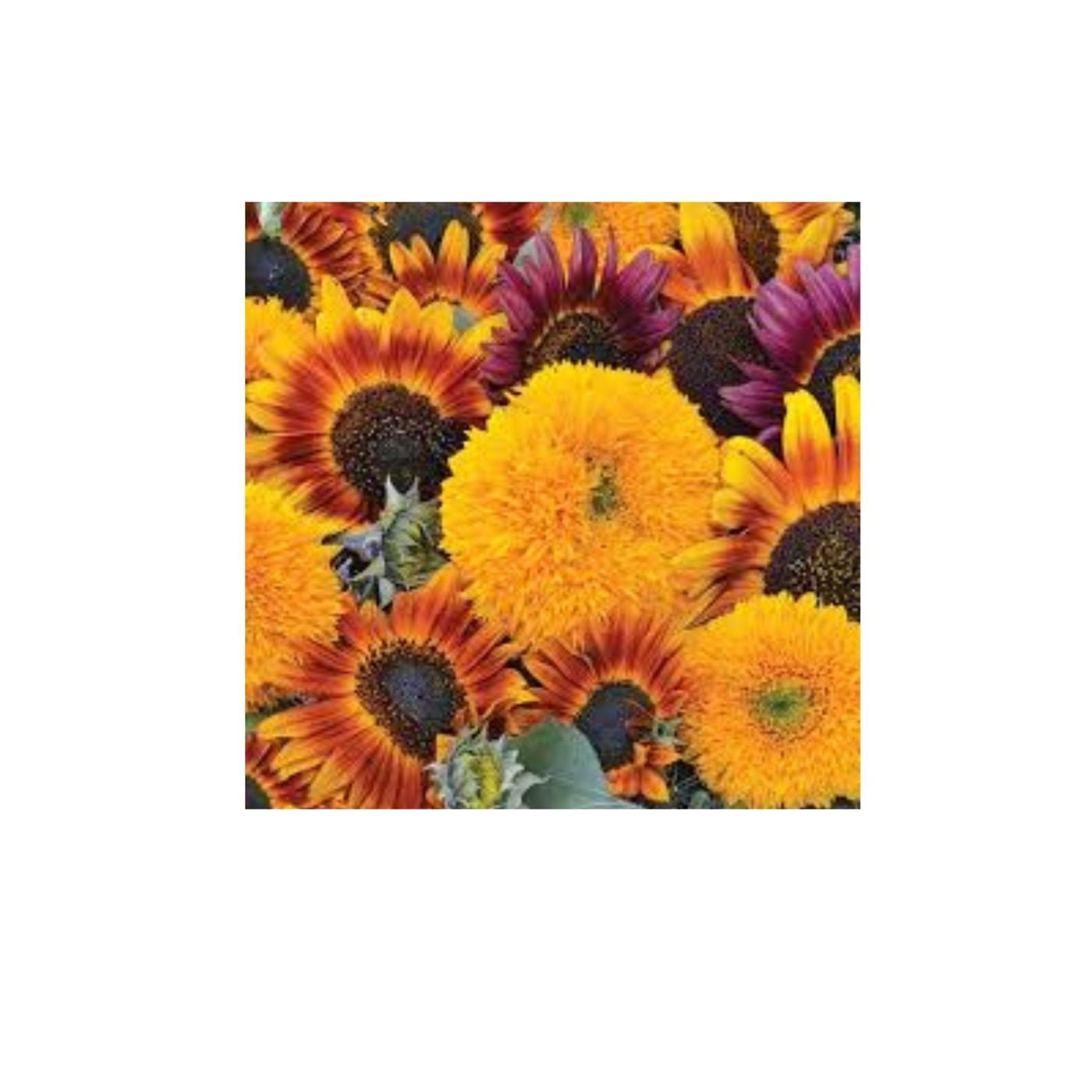 Seeds Sunflower Mixture