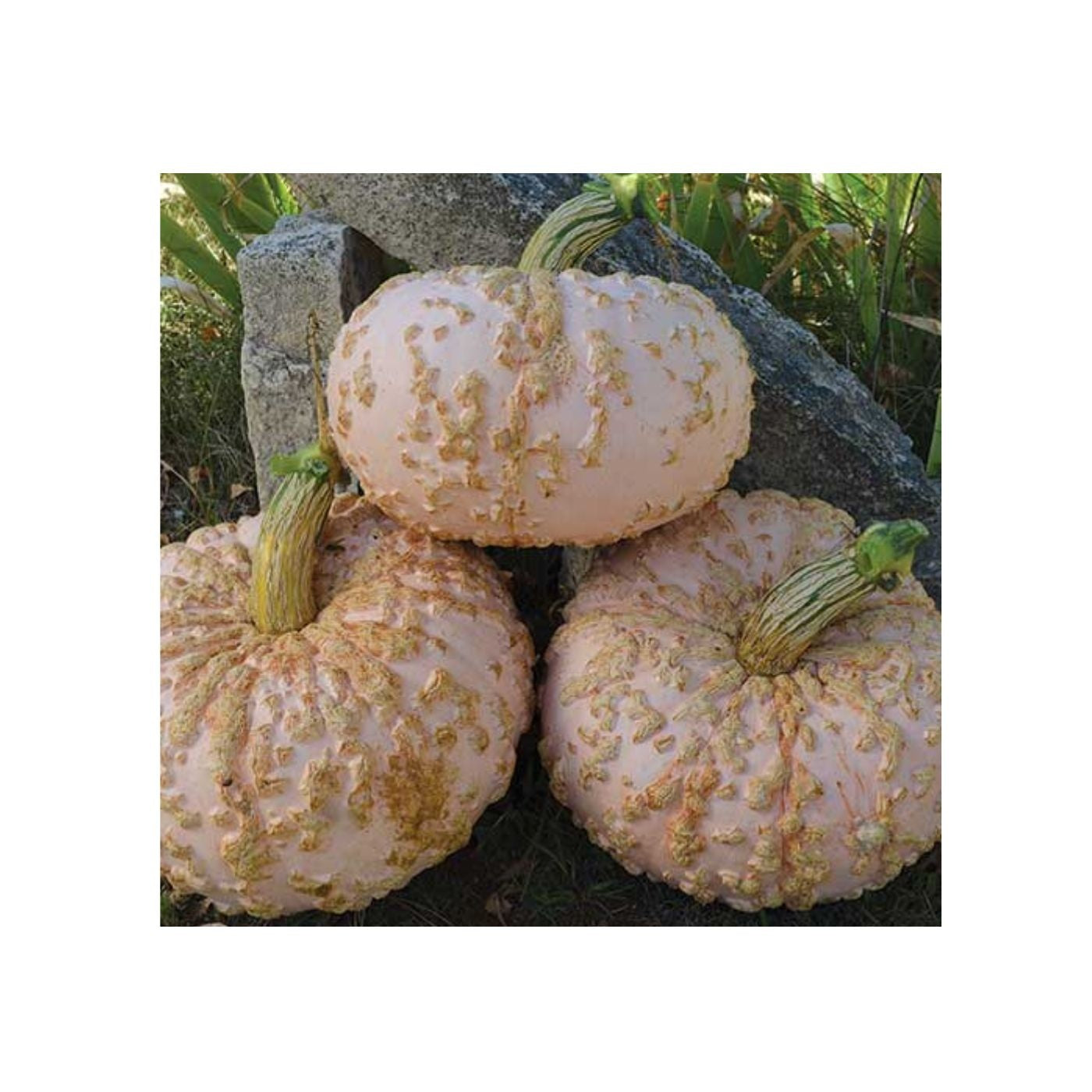 Seeds Squash, Galeus d'Eysines
