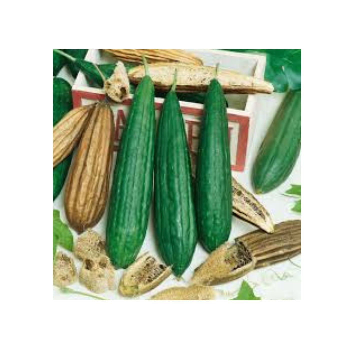 Seeds Gourd, Luffa Sponge