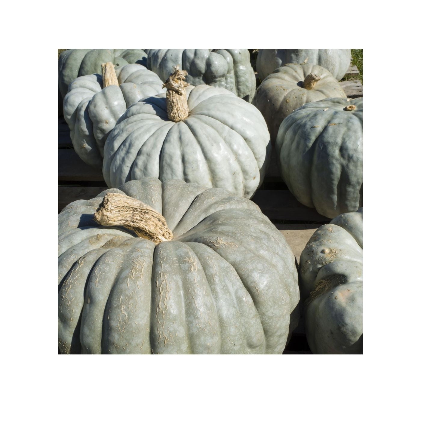 Seeds Squash, Jarrahdale Pumpkin