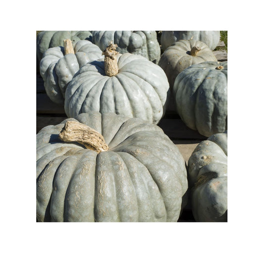 Seeds Squash, Jarrahdale Pumpkin