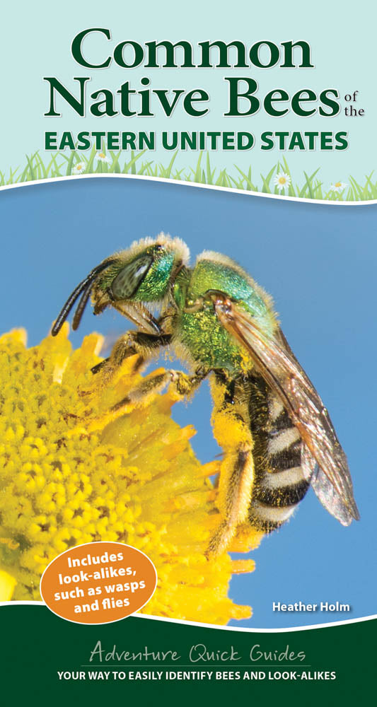 Common Native Bees of the Eastern United States Quick Guide