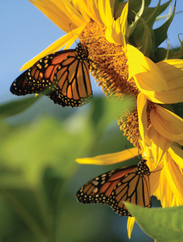 Butterfly on Sunflower Blank Journal - Lined