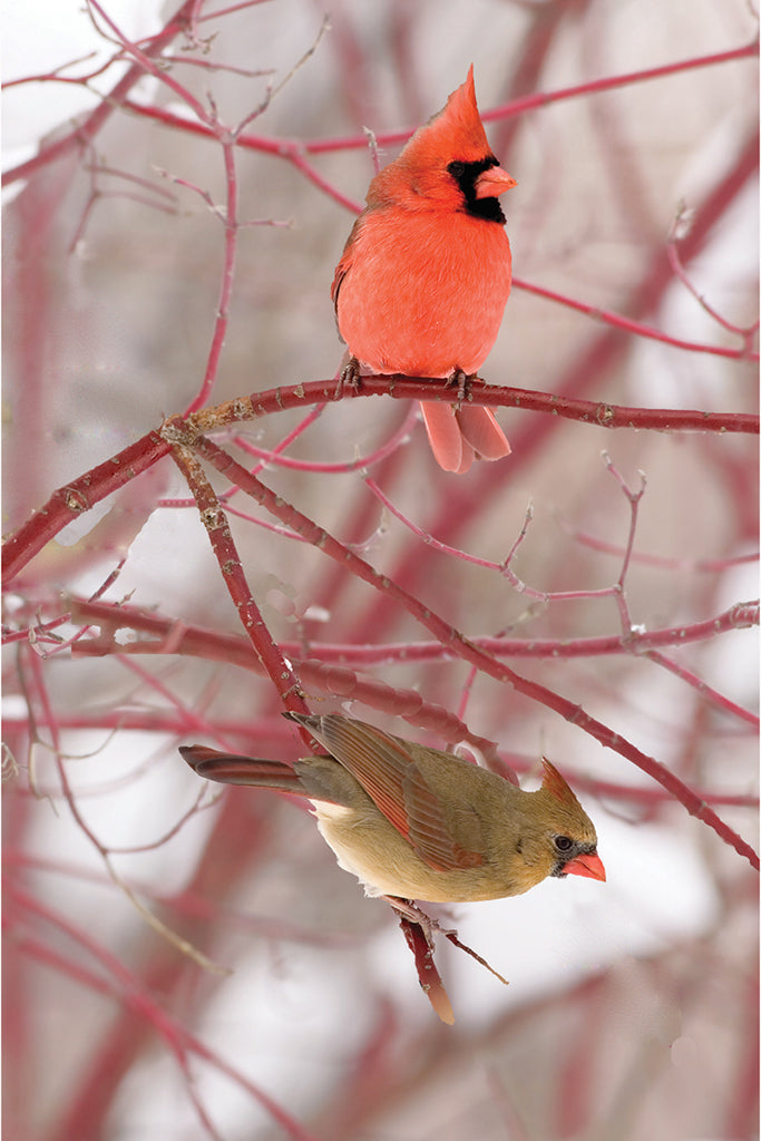 Cardinal Blank Journal - Lined