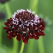 Seeds Black Knight Pincushion