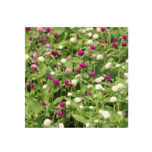 Seeds Globe Amaranth