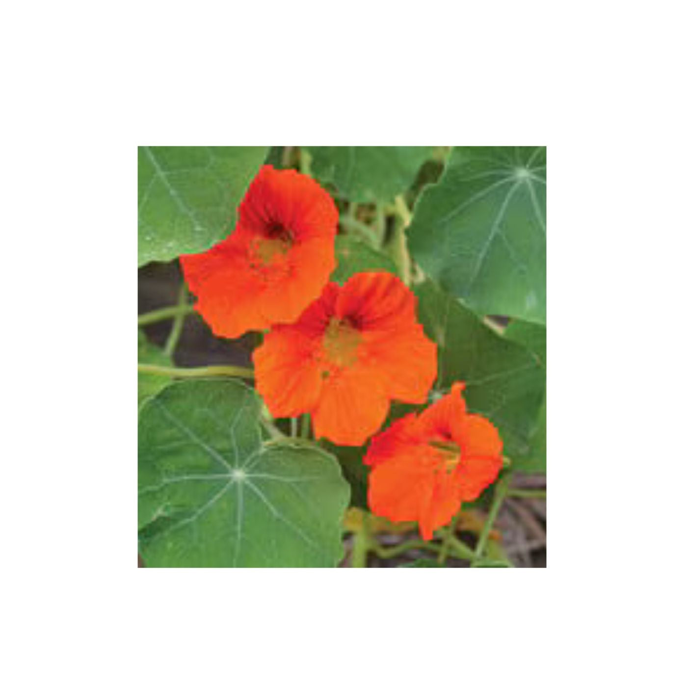 Seeds Empress of India Nasturtium