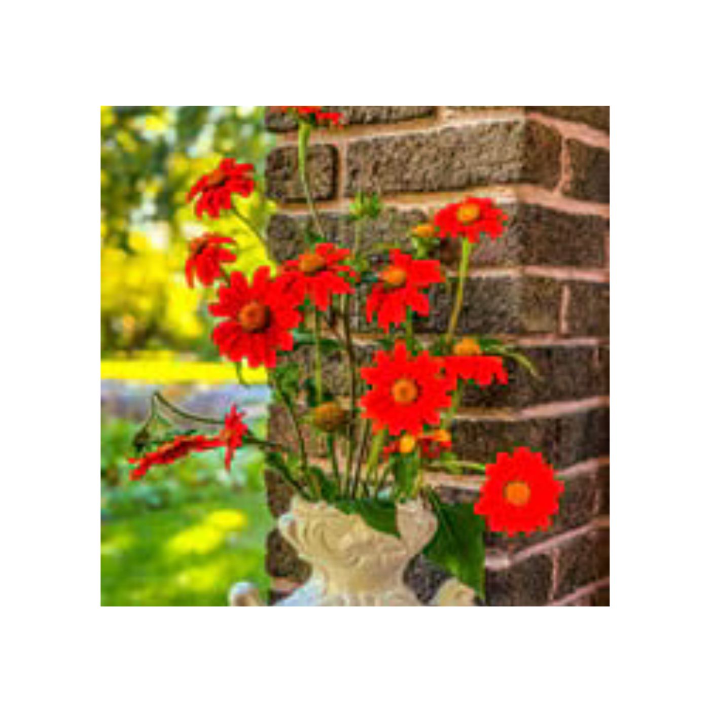 Seeds Torch Sunflower