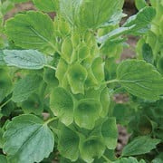Seeds Bells of Ireland