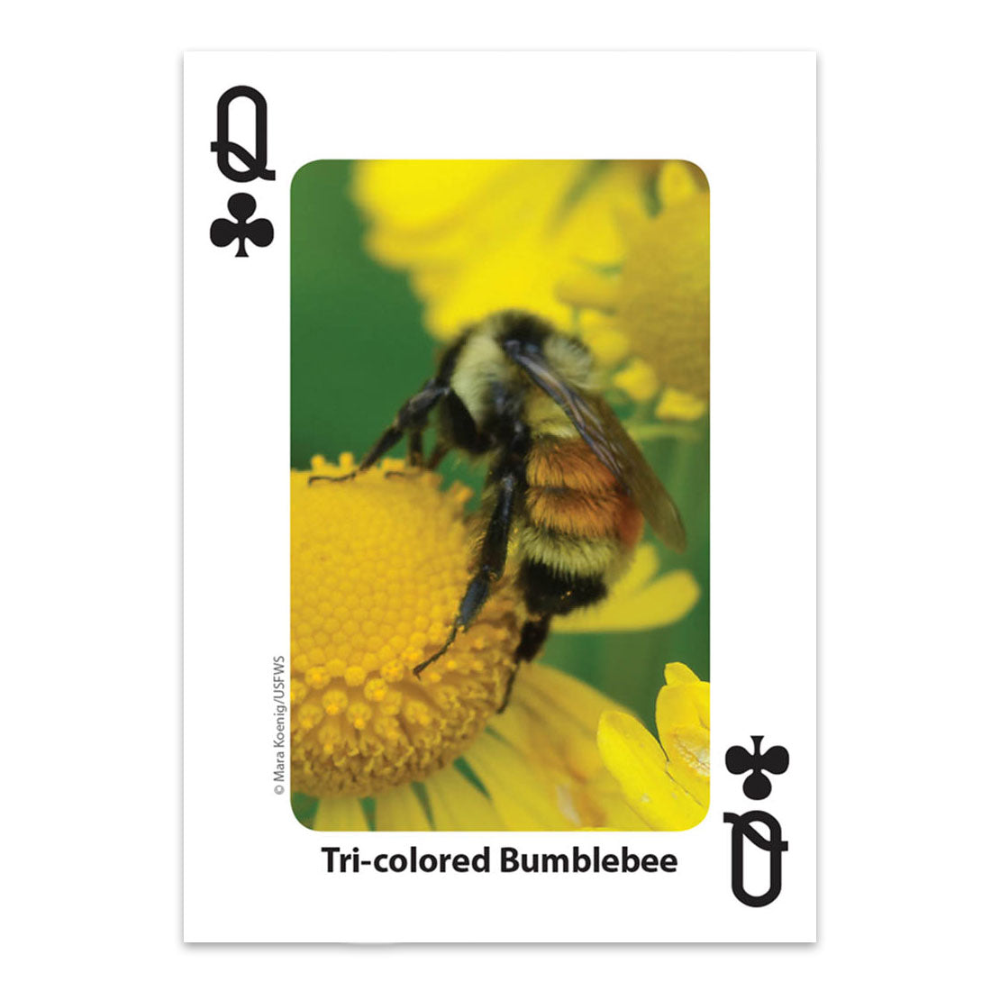 Bees & Butterflies Playing Cards