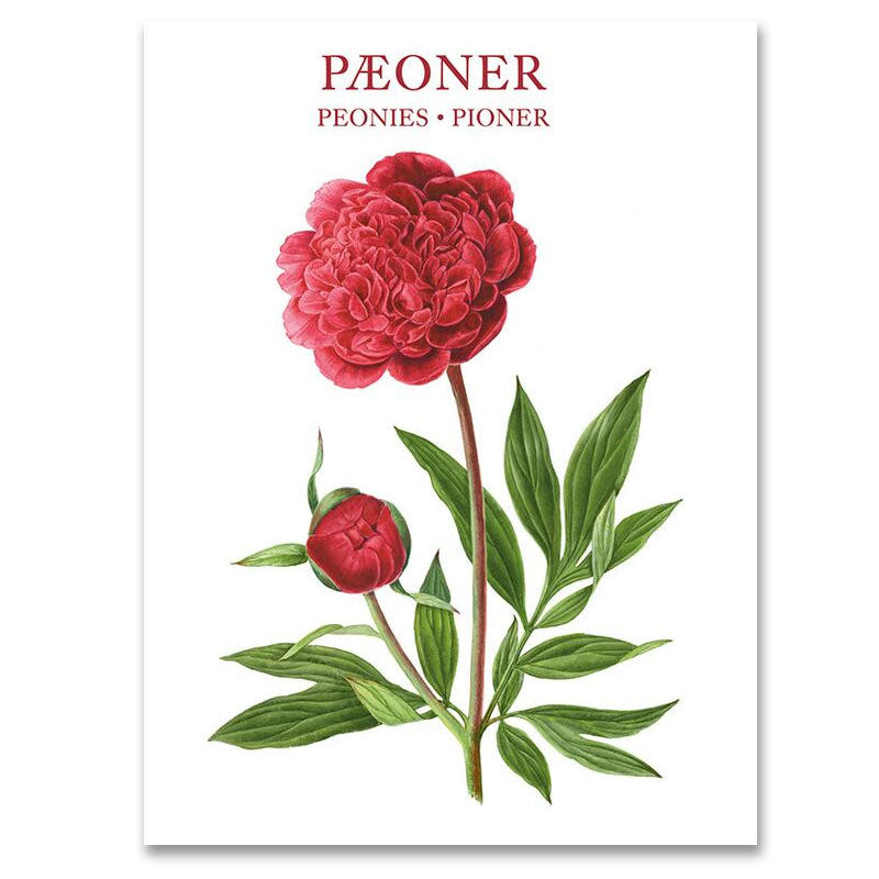 Peonies (Paeoner) Notecards - Set of 8