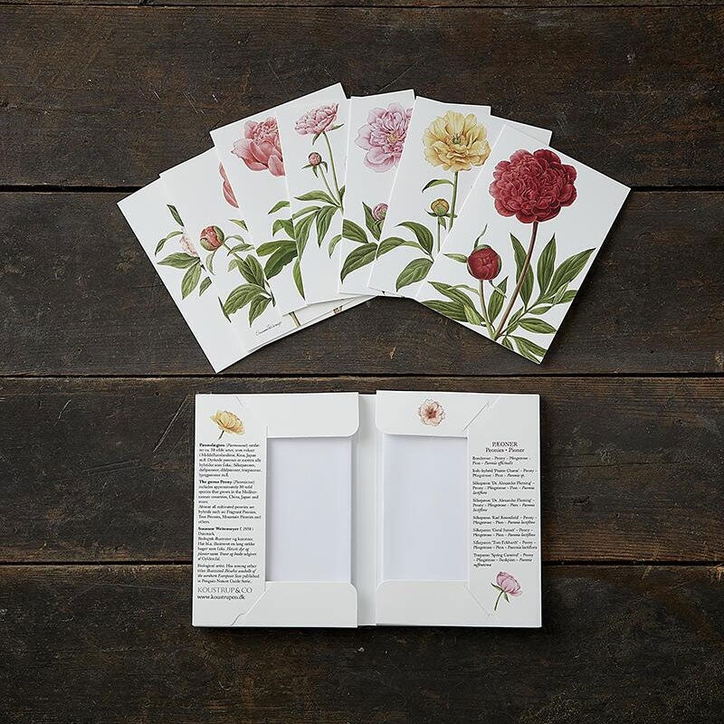 Peonies (Paeoner) Notecards - Set of 8